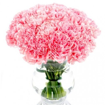 Pink Carnations for Home or Office